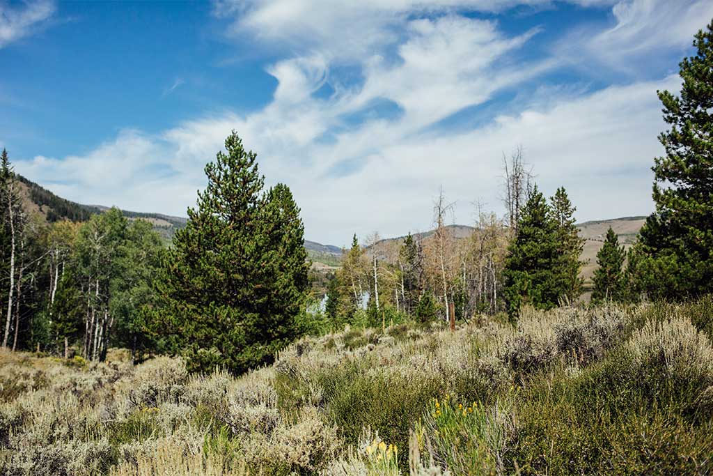 Aspen Springs #8b